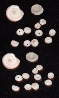 12 Pcs Parcel Of Gray Puka Shells Natural
